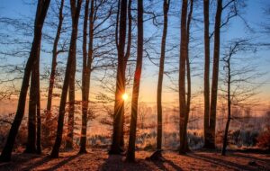 forest-sunset-trees-1950402-1