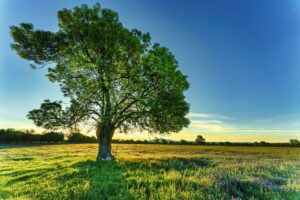 tree-sunrise-field-7186835